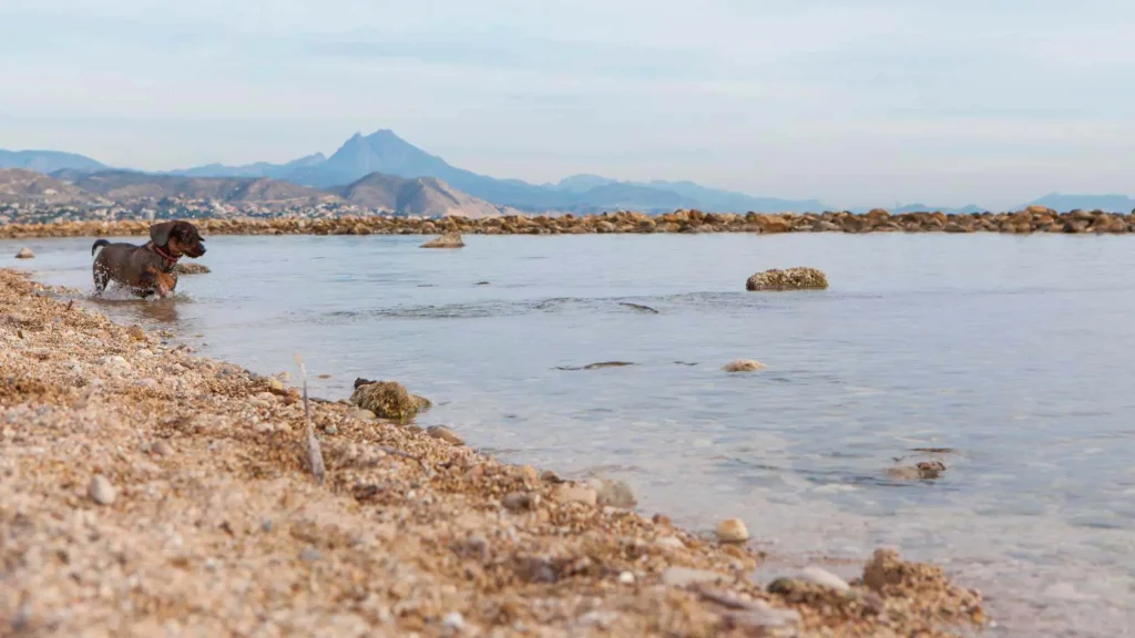 De beste hondvriendelijke stranden aan de Costa Blanca om samen met je huisdier van te genieten - Climia Hotels