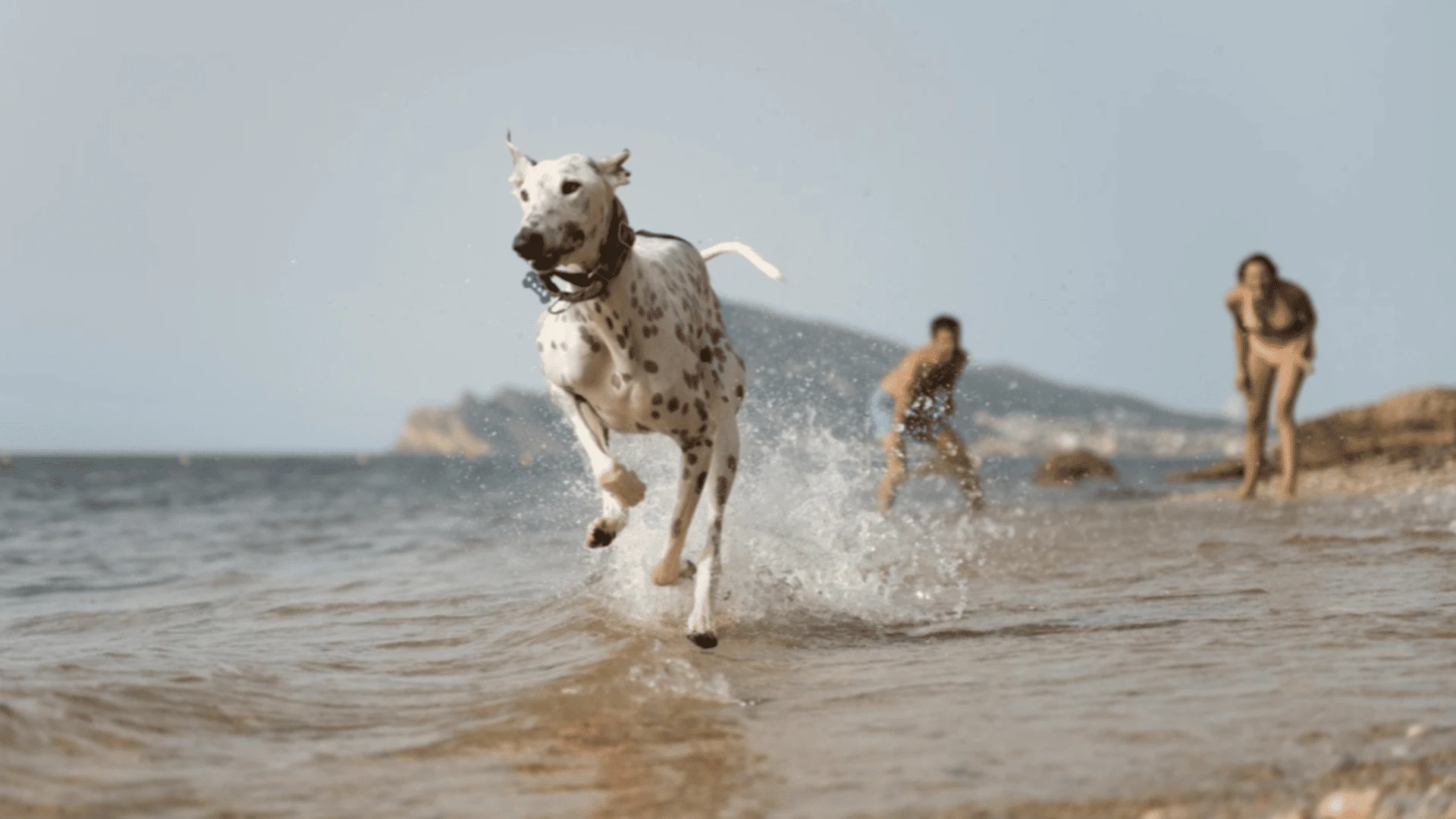 Las mejores playas caninas de la Costa Blanca para disfrutar con tu mascota - Climia Hotels