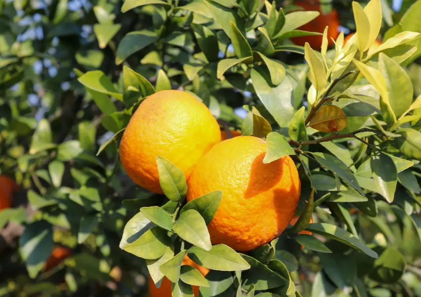 Dos naranjas en un &aacute;rbol con hojas verdes brillantes.