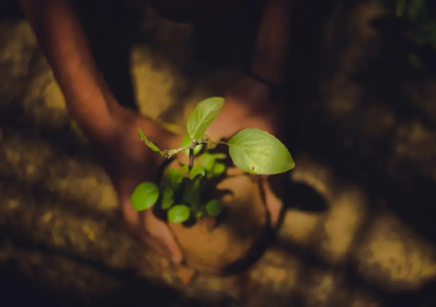 Manos plantando un peque&ntilde;o &aacute;rbol en la tierra.