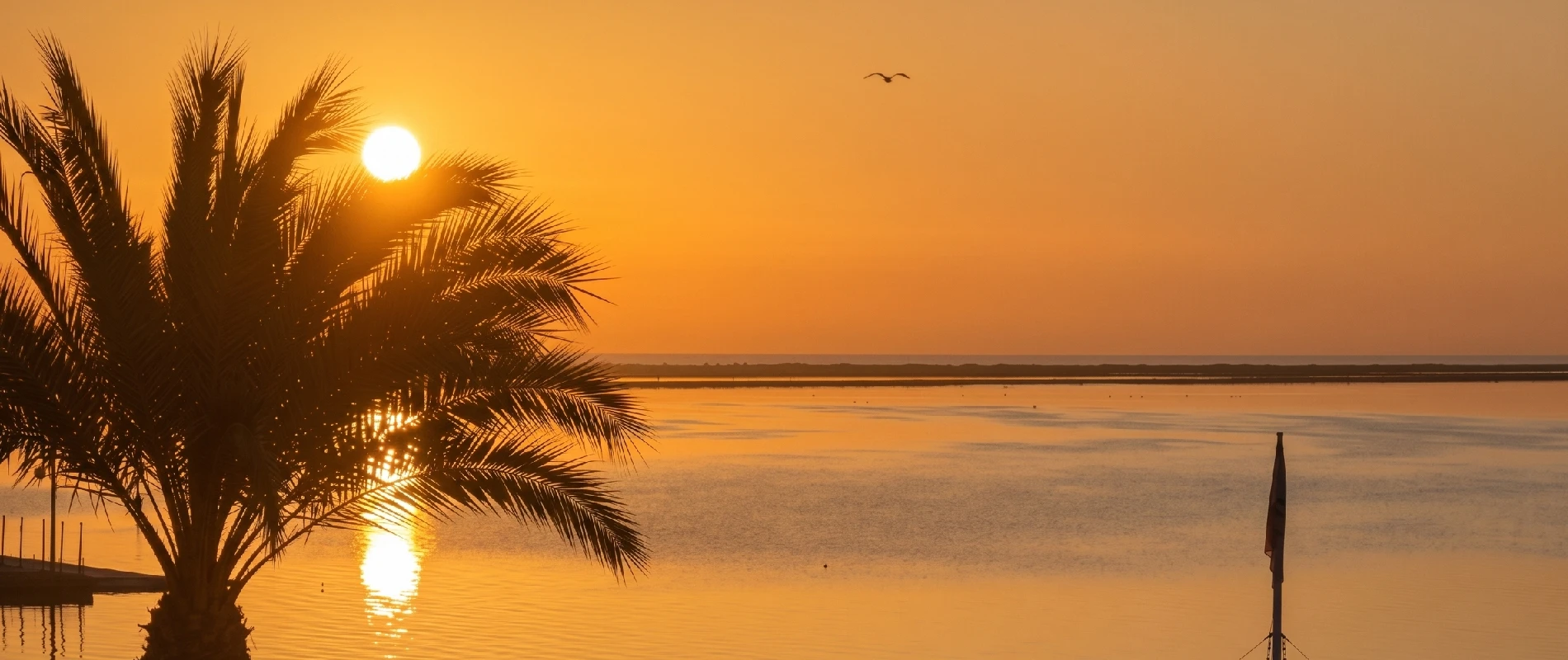 Atardecer dorado con palmeras y sol sobre el mar, con aves volando