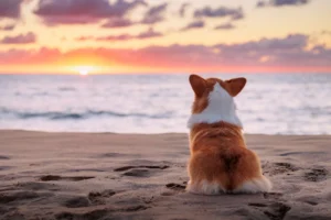 Playas pet friendly en el sur de Gran Canaria: cuatro espacios donde disfrutar del mar con tu compa&ntilde;ero de cuatro patas - Gloria Thalasso &amp; Hotels