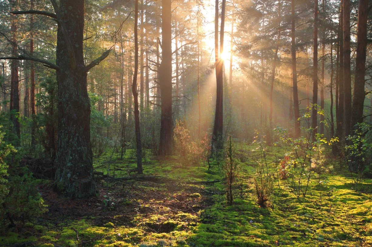 We Love Green - SB Hotels