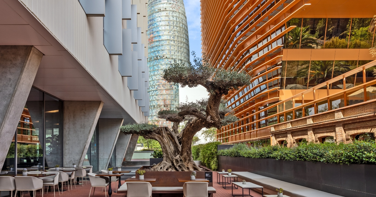 Urban garden featuring an olive tree and a skyscraper in the background.