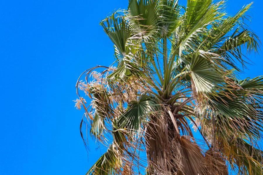 Palmera bajo el cielo azul de verano en Lloret de Mar