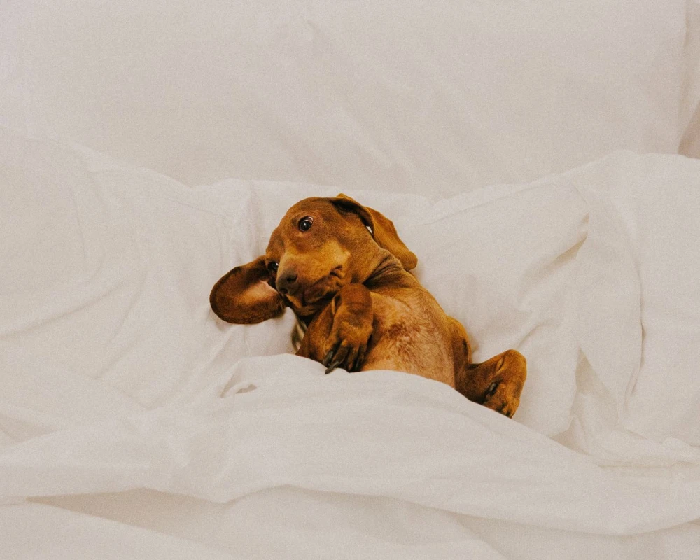 Pet-friendly Hotels - Garden Hotels