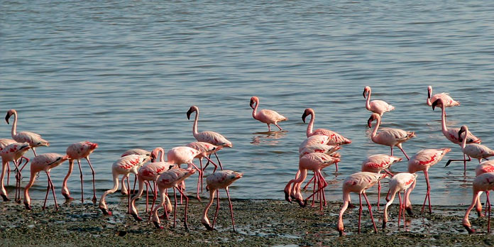 Flamencos - Punta entina Sabinal