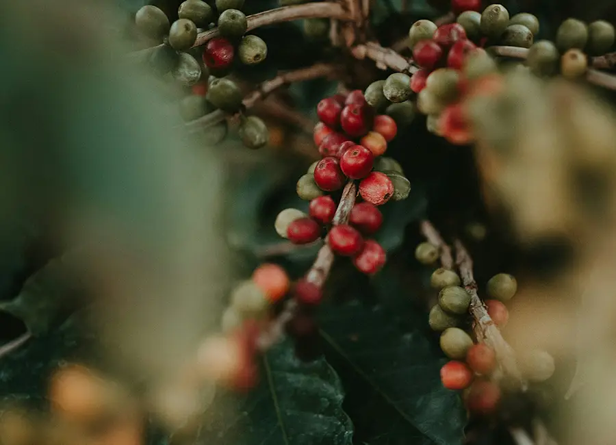 Eje Cafetero - EM Hotels