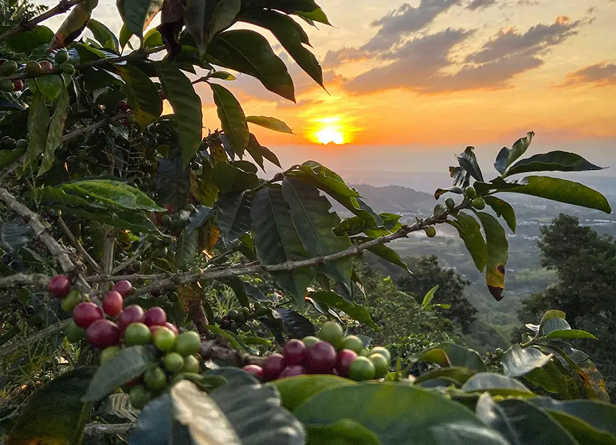 Eje Cafetero - EM Hotels