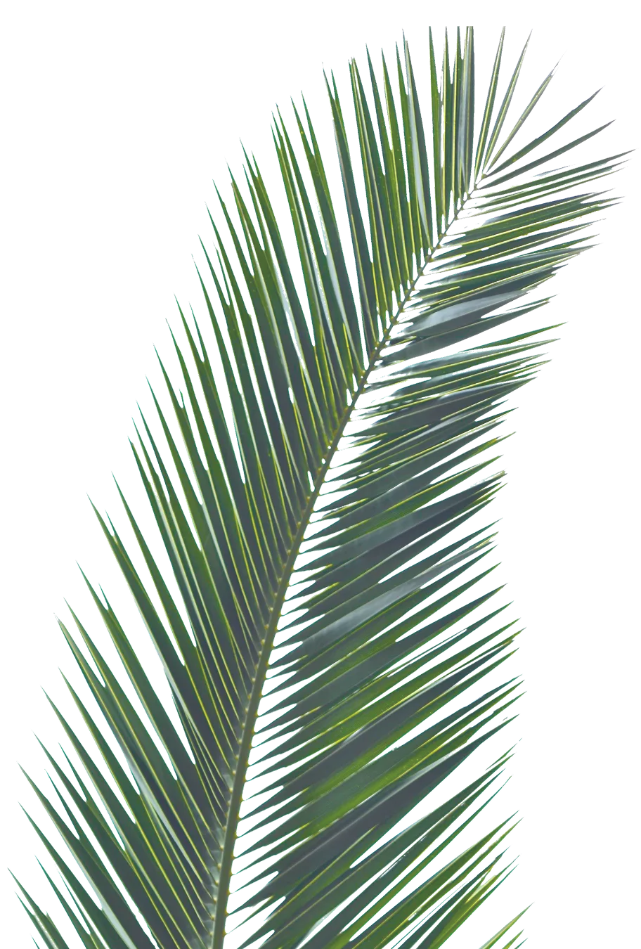 Close-up of a green palm leaf against a white background.