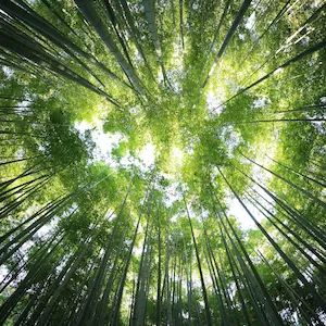 Looking up at tall bamboo trees with sunlight filtering through.