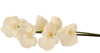 White orchid flowers on a stem with a plain background.