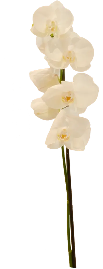 White orchids on a single green stem.