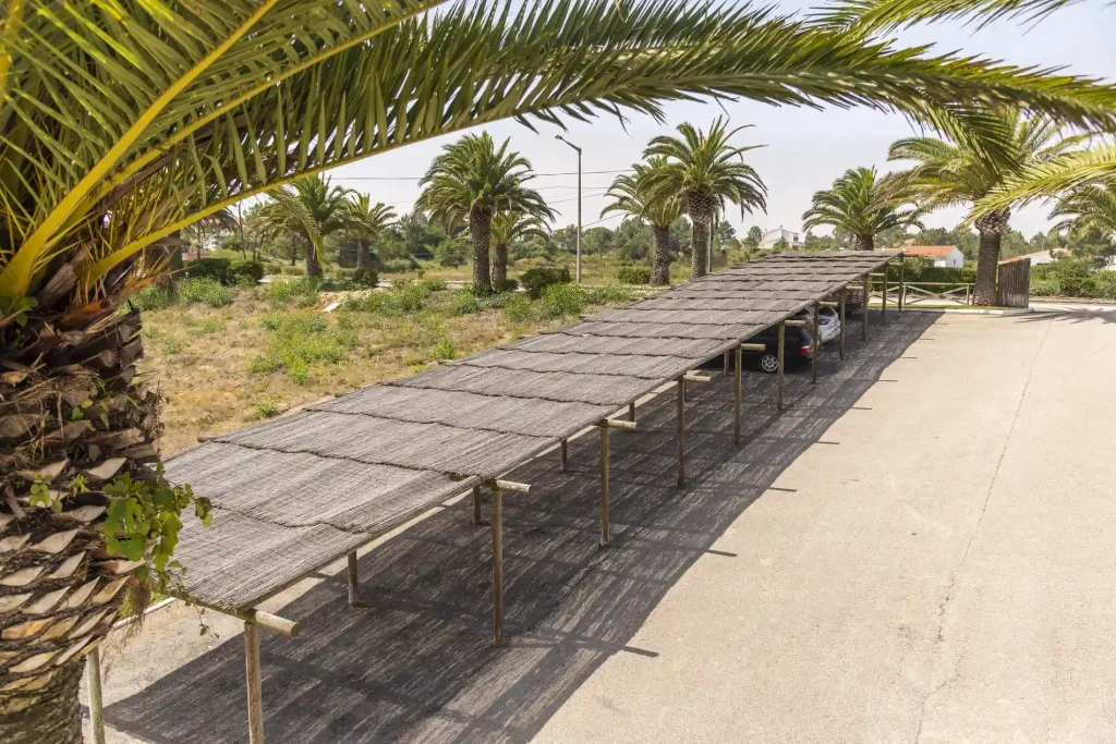Palm trees and a shaded parking area under a clear sky, featuring a path and greenery in the background.