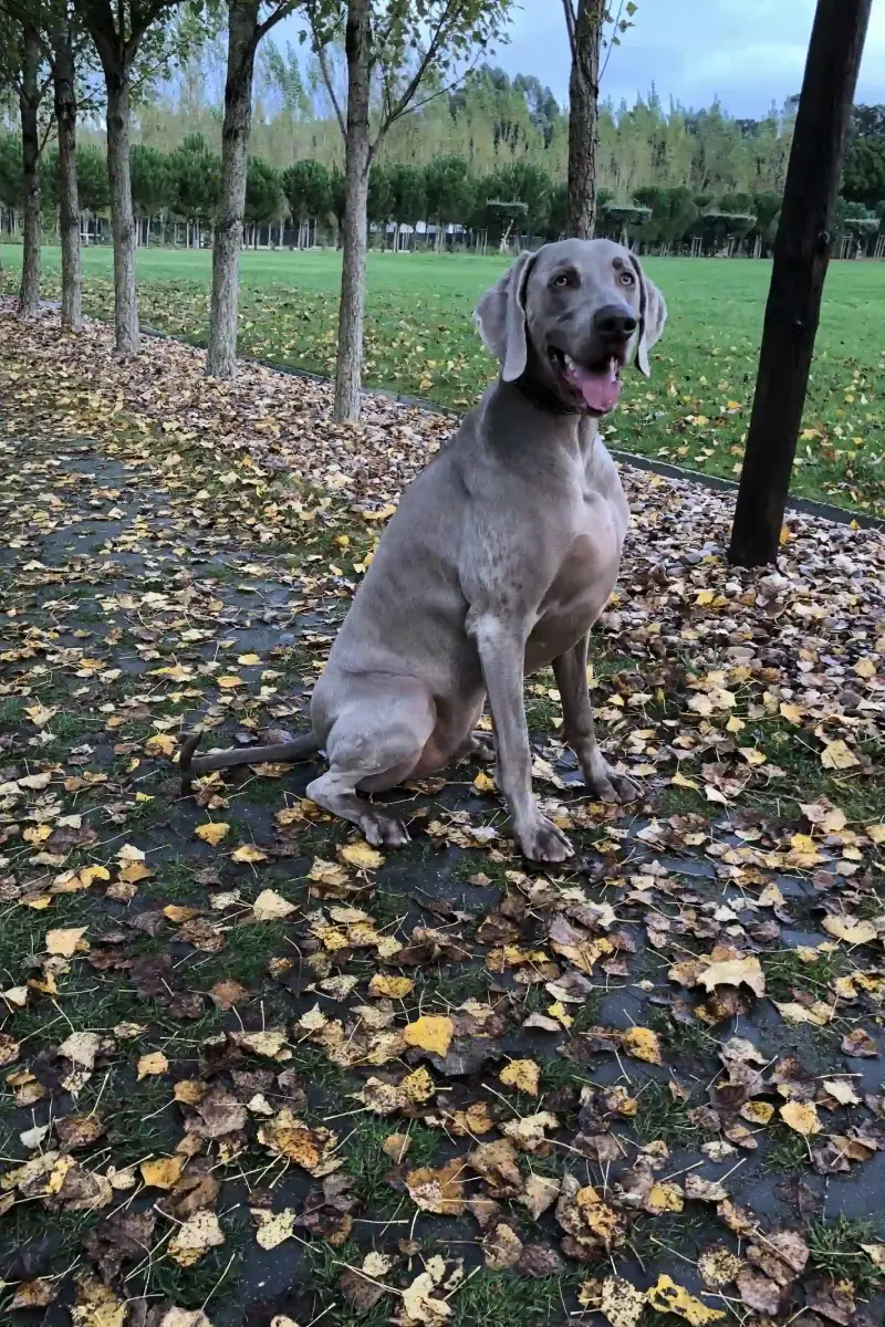 Cachorro cinza sentado em um parque com folhas de outono no chão, ao lado de árvores alinhadas.