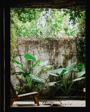 Sunlit garden plants beside a concrete wall, viewed through a window frame