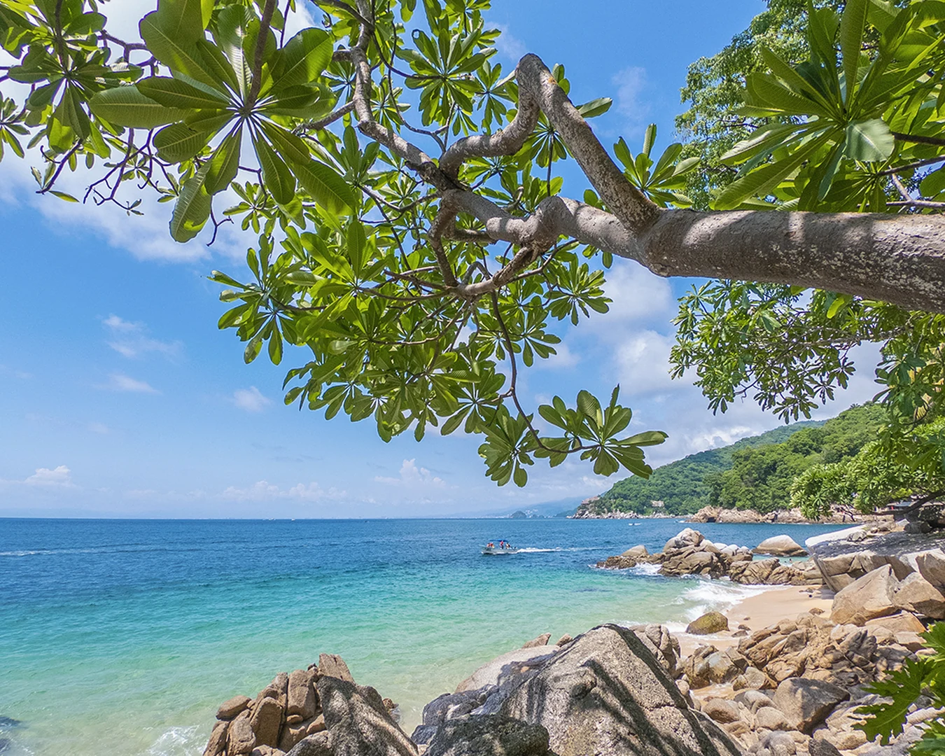 D&oacute;nde hospedarse en Puerto Vallarta si buscas ambiente, playa y gastronom&iacute;a - Delfin Puerto Vallarta Beach Resort