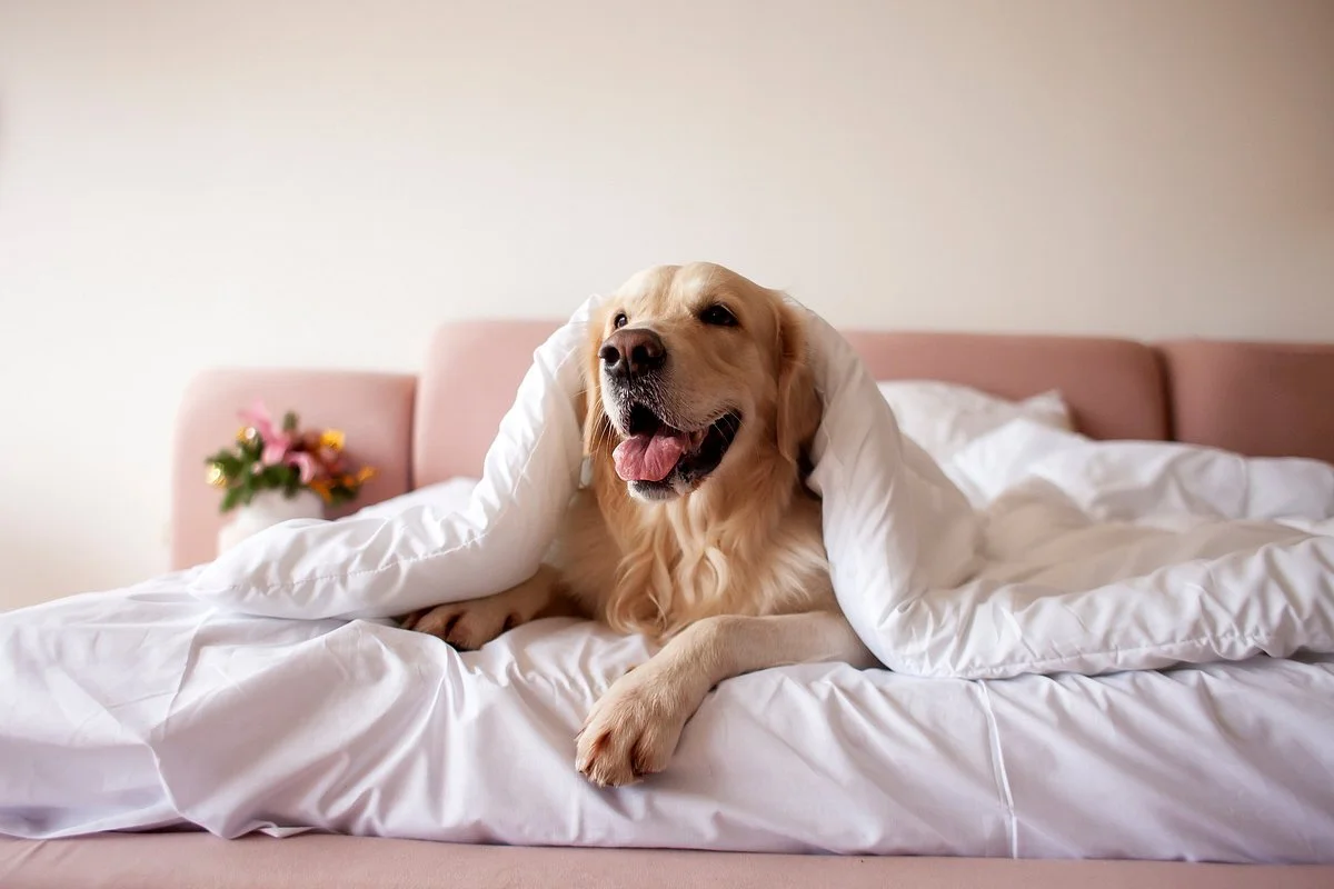 Hotel Delf&iacute;n: We Are Pet-Friendly - Delfin Puerto Vallarta Beach Resort