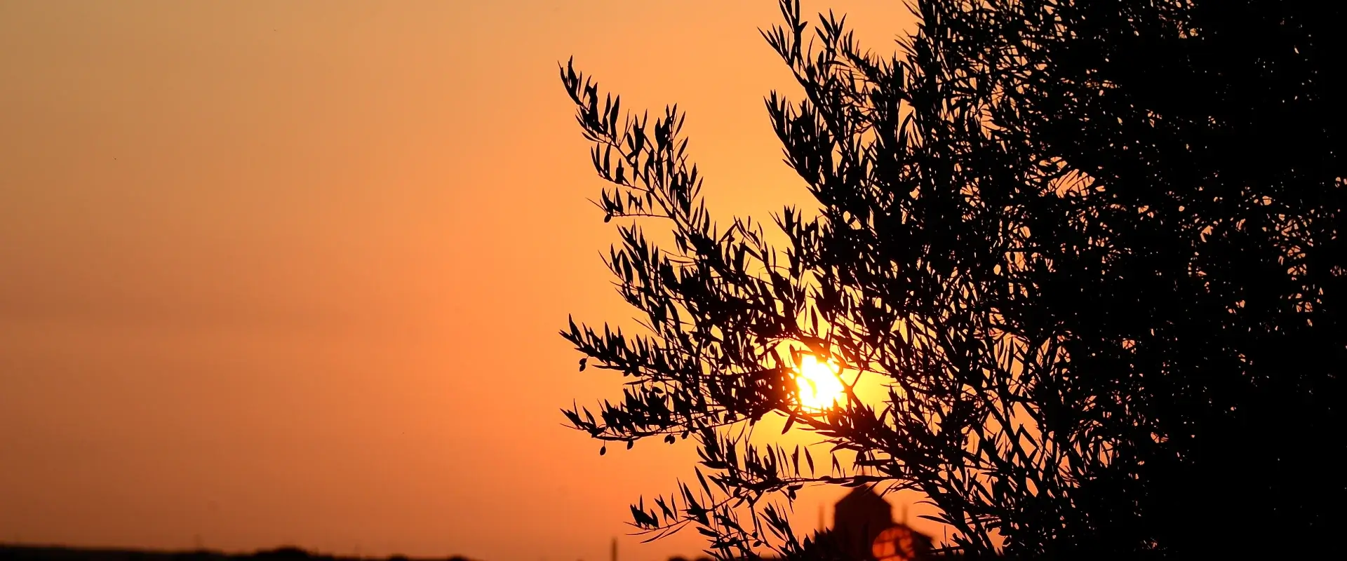 Atardecer anaranjado detrás de un árbol, con el sol ocultándose en el horizonte.