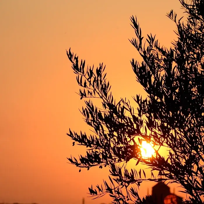 Árbol en silueta al atardecer con el sol de fondo y un cielo naranja intenso.