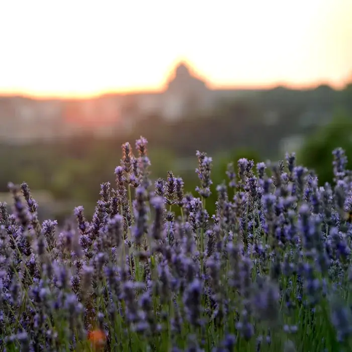 Campo de lavanda en primer plano con un atardecer de fondo, mostrando colores cálidos y pasteles.