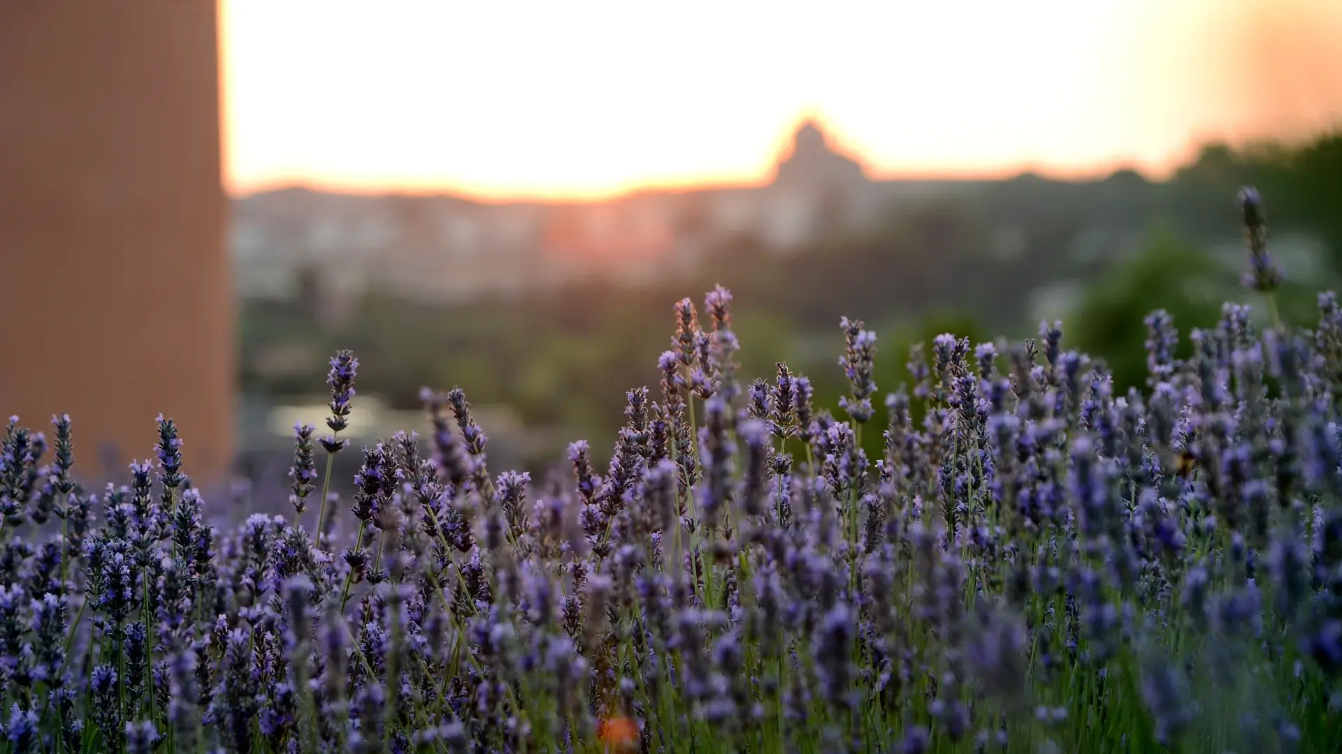 Campo de lavanda en primer plano con un atardecer difuminado al fondo.
