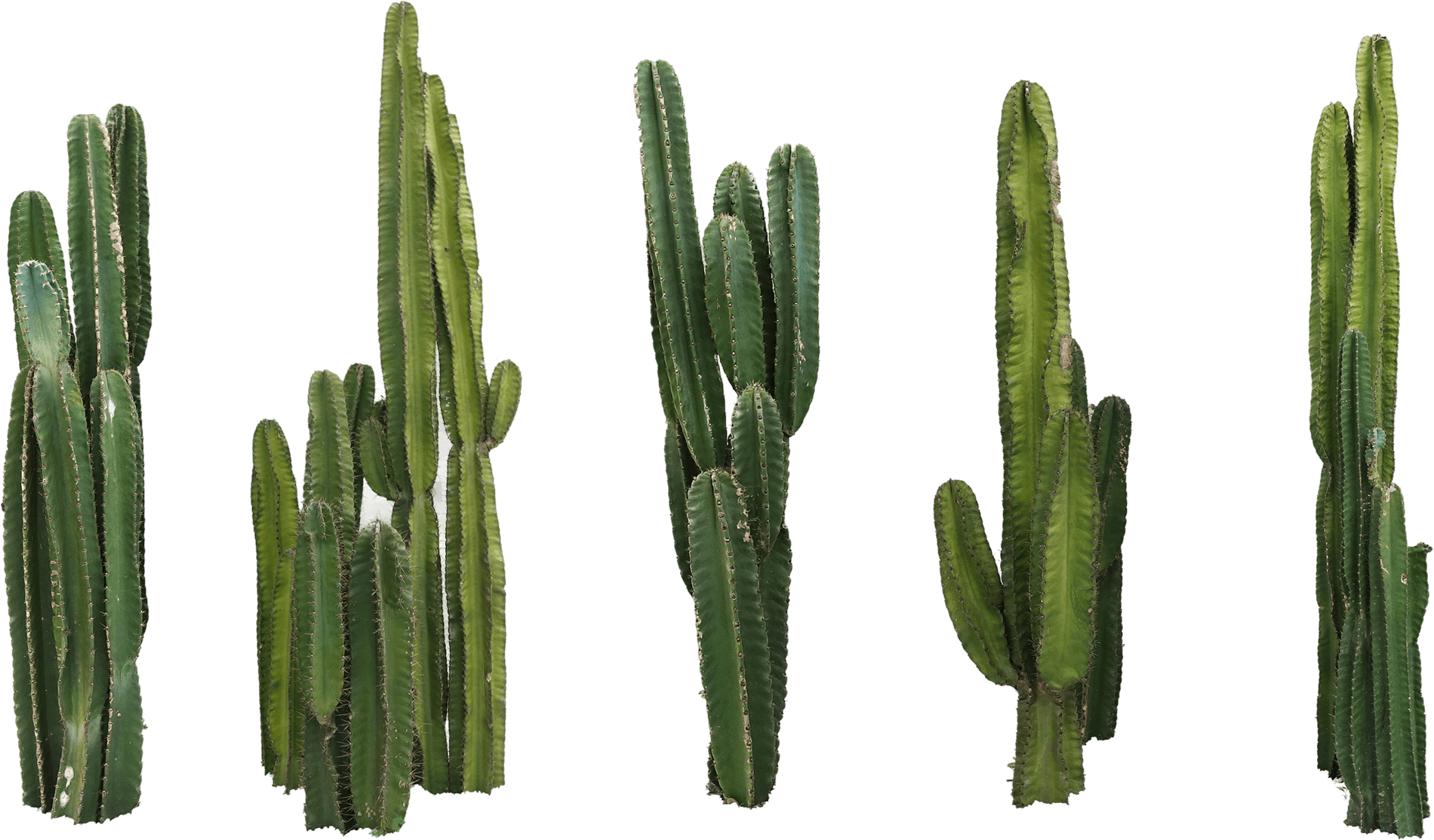 Cinco cactus altos en fila sobre un fondo negro.
