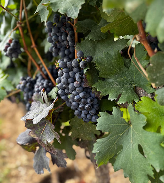 Racimos de uvas negras maduras colgando de una vid con hojas verdes en un viñedo.
