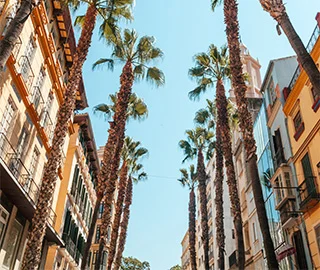 Calle bordeada de palmeras y edificios bajo un cielo despejado.