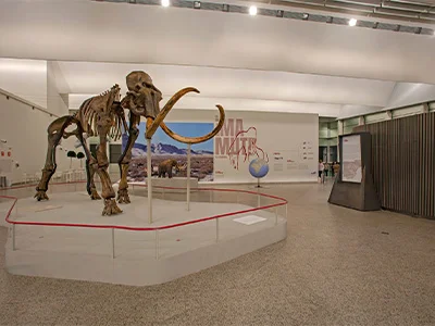 Esqueleto de mamut en exhibición en un museo, fondo con carteles y maquetas.