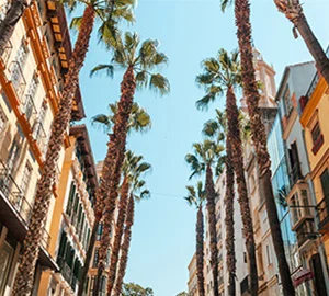 Calle estrecha rodeada de palmeras con edificios altos a los lados bajo un cielo despejado.