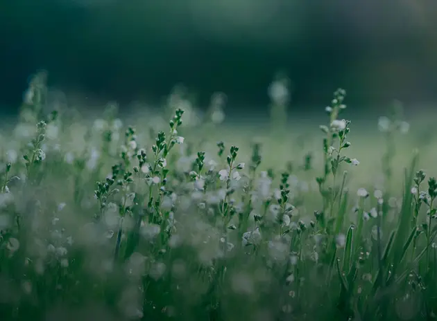 medioambiente