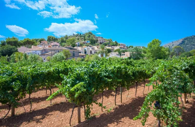 Viñedo frente a un pueblo en una colina, bajo un cielo azul con nubes blancas.