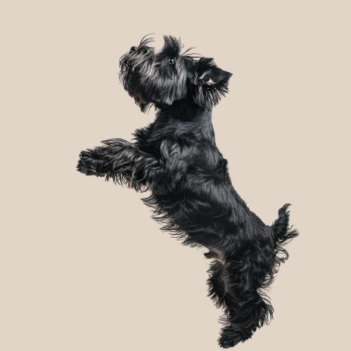 Nura Houses Magaluf - Nura Hotels