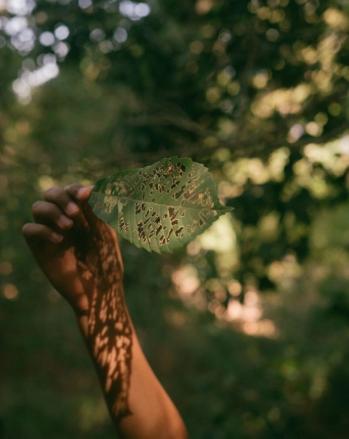 Hand holding a partially eaten leaf against a blurred forest background.