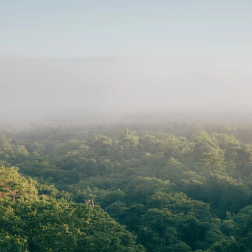 Aerial view of a dense green forest with low mist and a clear, blue sky above.