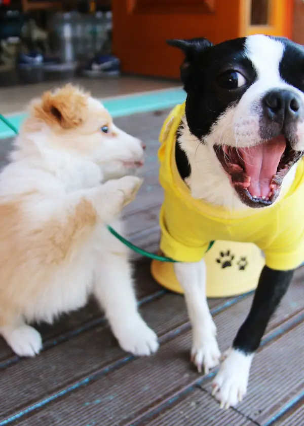 Dos perros jugando; uno lleva un impermeable amarillo y el otro es un cachorro blanco con pelaje esponjoso.