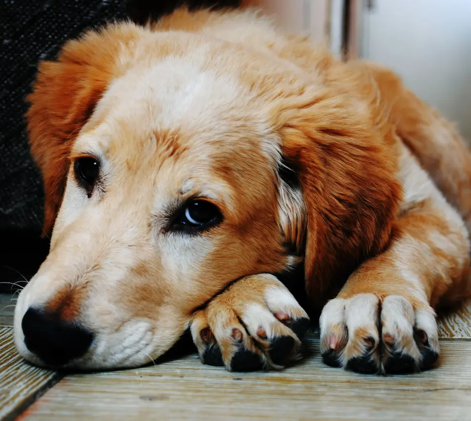 Perro marrón claro recostado con mirada tranquila y patas delanteras estiradas sobre el suelo.