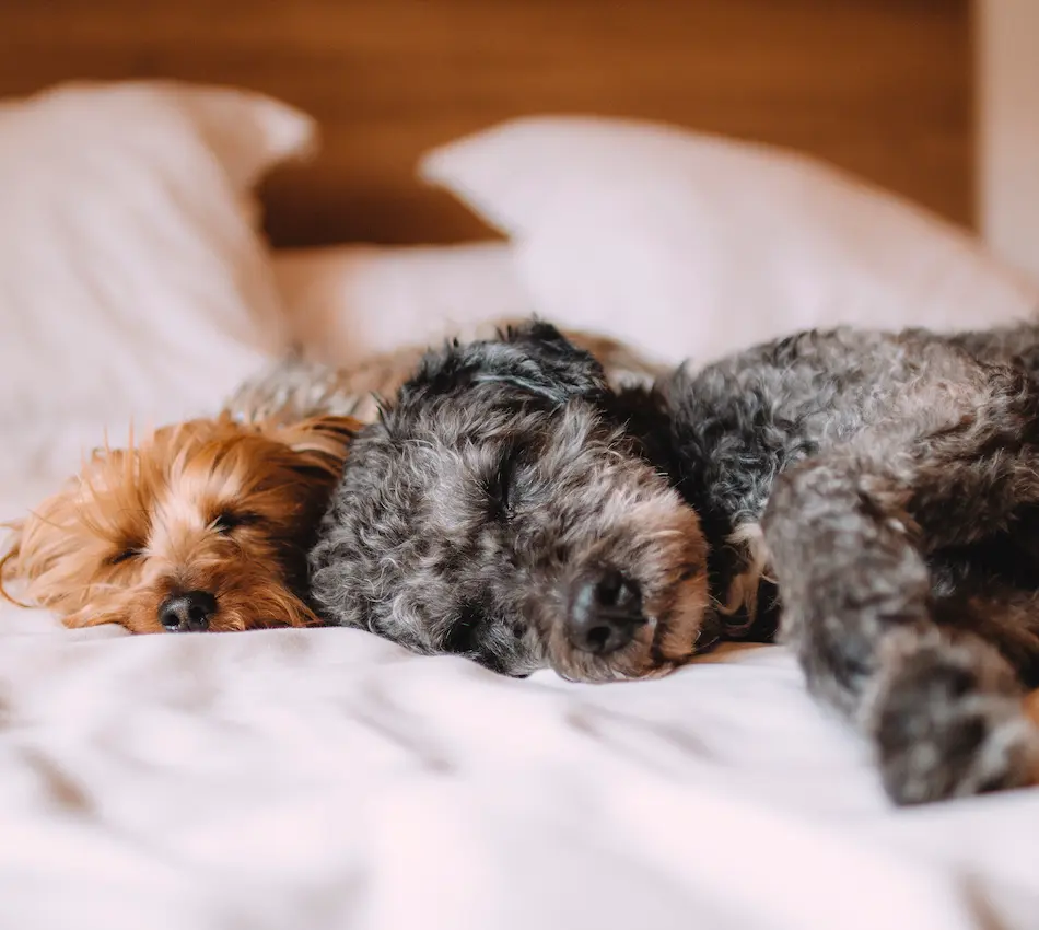 Dos perros durmiendo juntos en una cama, uno de pelo gris y otro de color marrón claro.