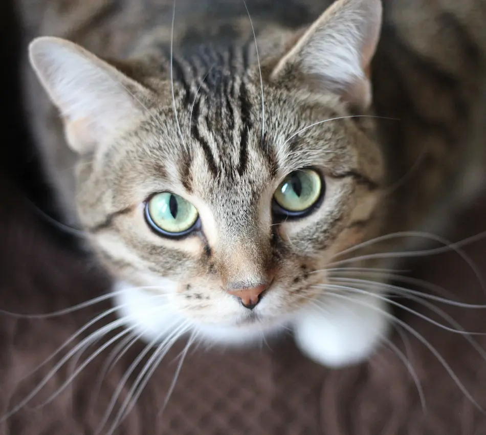 Gato atigrado de ojos verdes mira hacia arriba sobre una superficie marrón.