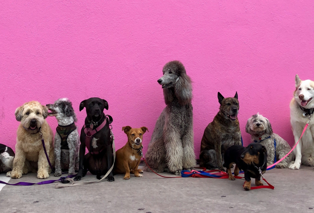 Nueve perros de diferentes razas sentados frente a una pared rosa, con correas de colores en el suelo.