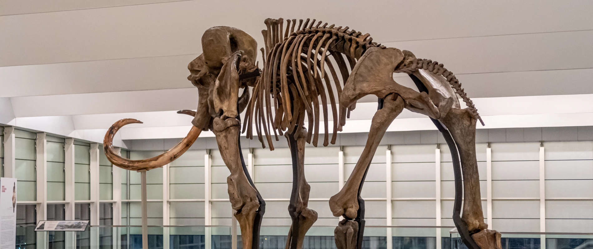 Esqueleto de mamut expuesto en un museo, con colmillos curvados y estructura ósea completa.