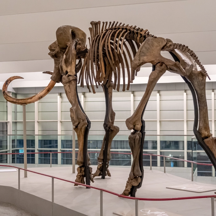 Esqueleto de mamut exhibido en un museo, con colmillos curvados, rodeado de barandillas y paredes de vidrio.