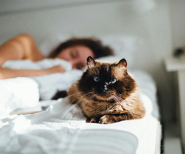 Gato de pelo oscuro y ojos claros sobre una cama, con una persona durmiendo al fondo.