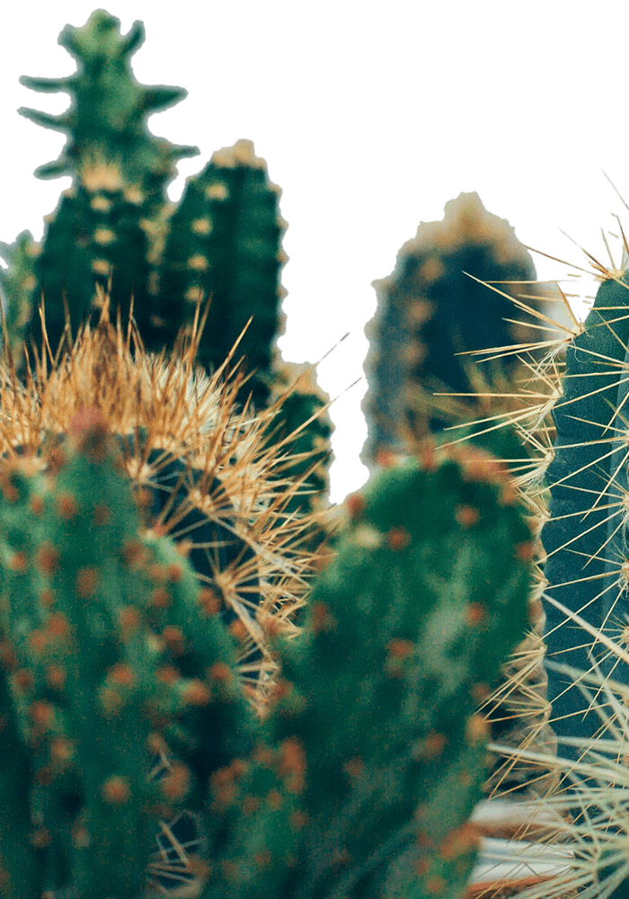 Un grupo de cactus verdes con espinas largas y puntiagudas, destacado contra un fondo negro.