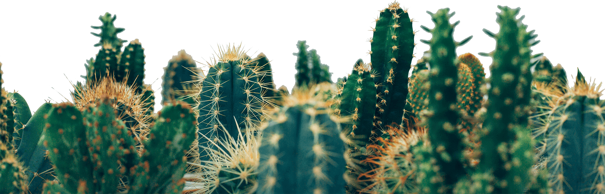 Varias especies de cactus con espinas largas y tonos verdes sobre fondo oscuro.