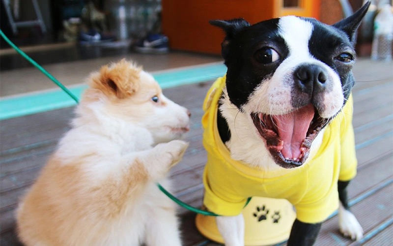 Un perro en camiseta amarilla está sonriendo junto a un cachorro de pelo esponjoso en una terraza.