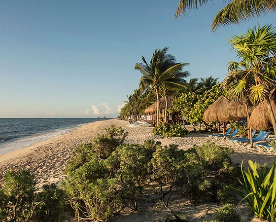 Playa tropical con palmeras y cabañas de paja junto al mar, cielo despejado y vegetación en la arena.