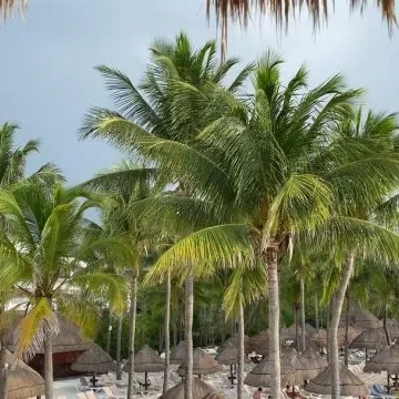 Playa con palmeras y sombrillas de paja, cielo nublado al fondo.