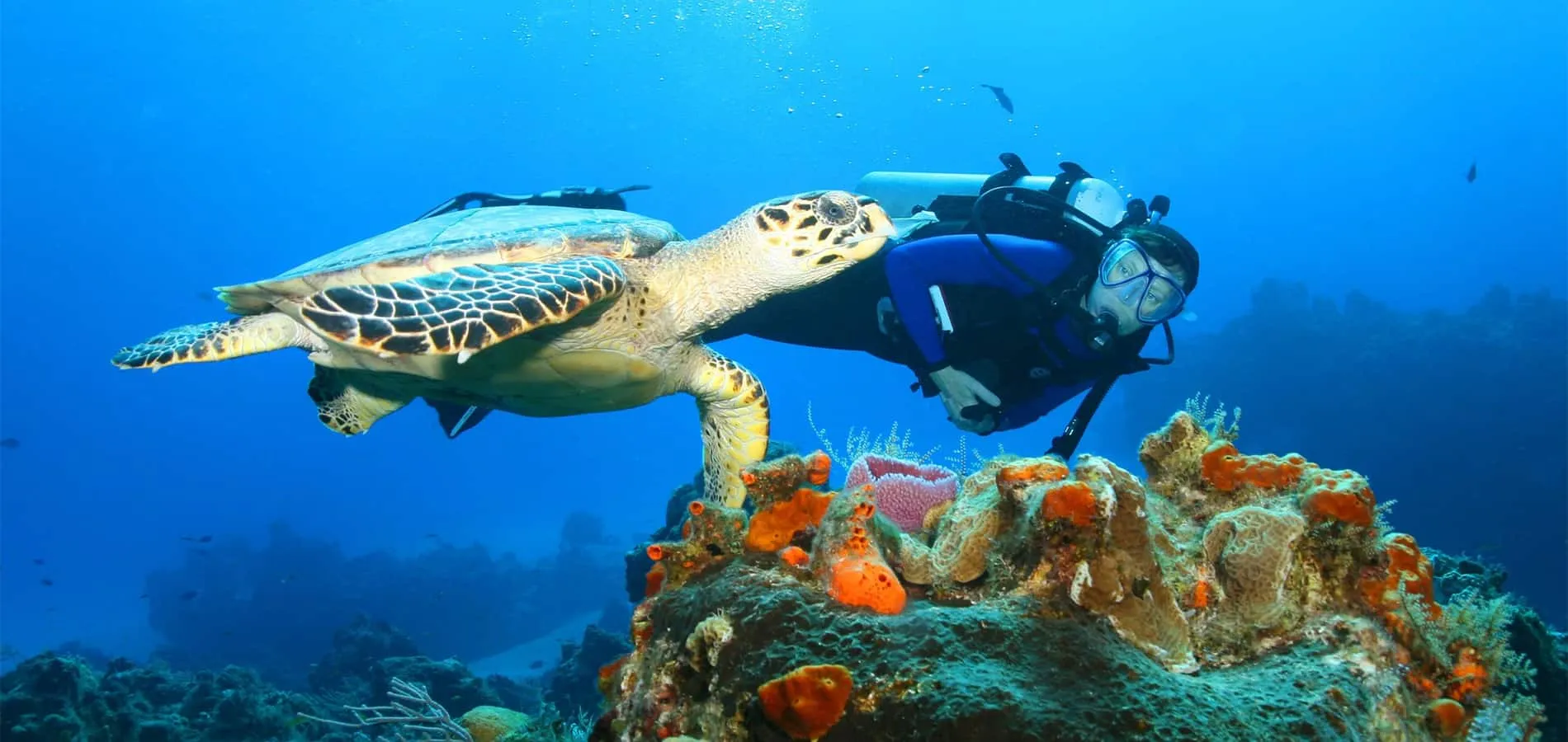 Buceador junto a una tortuga marina sobre un arrecife colorido bajo el agua.